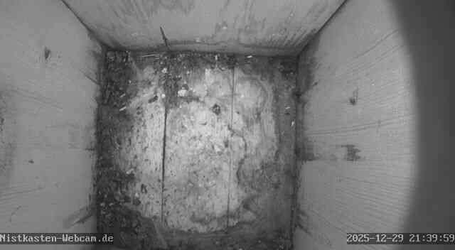 Staren-Nistkasten - Für die Livebilder klicken sie auf das Bild Staren-Nistkasten