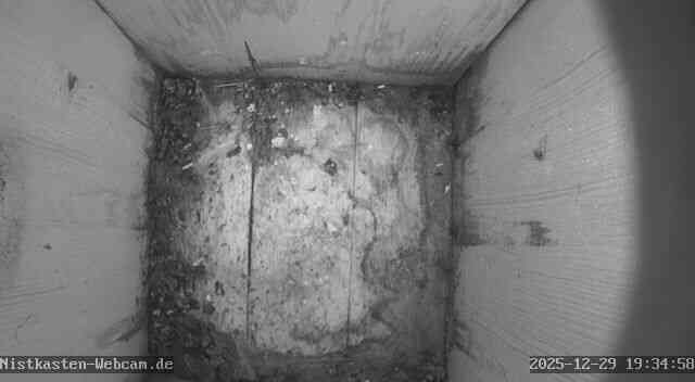 Staren-Nistkasten - Für die Livebilder klicken sie auf das Bild Staren-Nistkasten