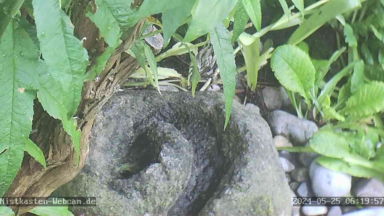 Mobile Outdoor Nest und Vogel Kamera