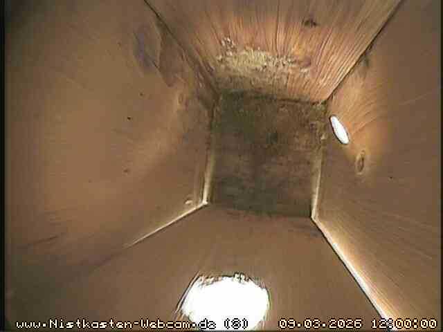 Blaumeisen Nistkasten 1 - Für die Livebilder klicken sie auf das Bild Blaumeisen Nistkasten 1